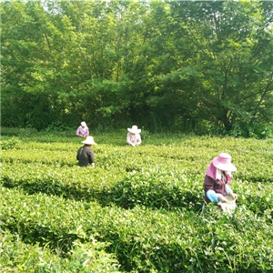 恨水茶業公司有機茶苗基地